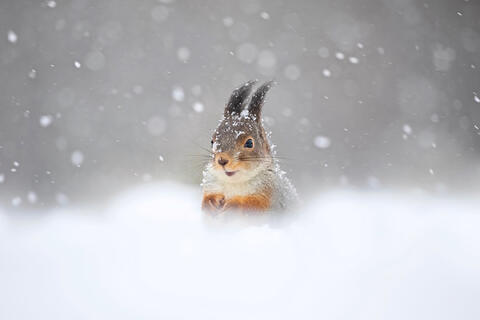 Bli med inn i ekornskogen